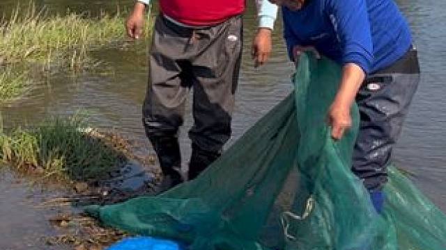 #户外捕鱼 #好多鱼