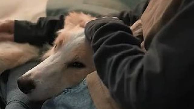 世界很大 它也有家了 #小狗  #心疼  #动物  #感人