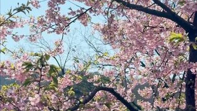 这也太适合春季踏青的时候，带出门野餐了吧 #鼋头渚  #樱花  #寿司