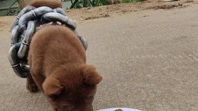 小狗对面包挺感兴趣的，今天天气挺不错的#中华田园犬 #土狗