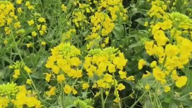 我的模特被弄丢了，有没得模特来救急啊。#摄影日常 #油菜花 #一键进入春日油菜花田