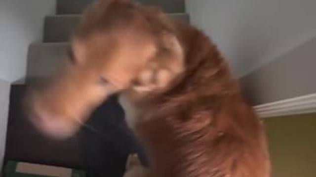 我爱跳舞～#狗狗