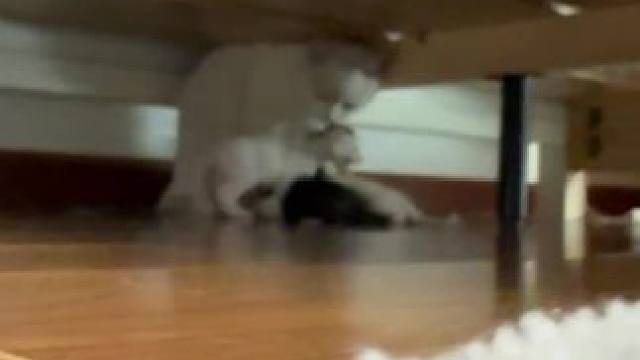 家里进了一窝小猫，这要怎么驱赶呀 #小猫 #救助小猫