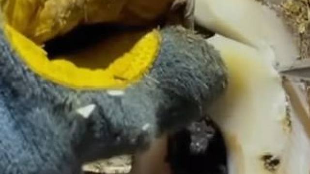 这只牛蹄不简单，发黑的孔洞里面竟然一层又一层#解压 #修牛蹄