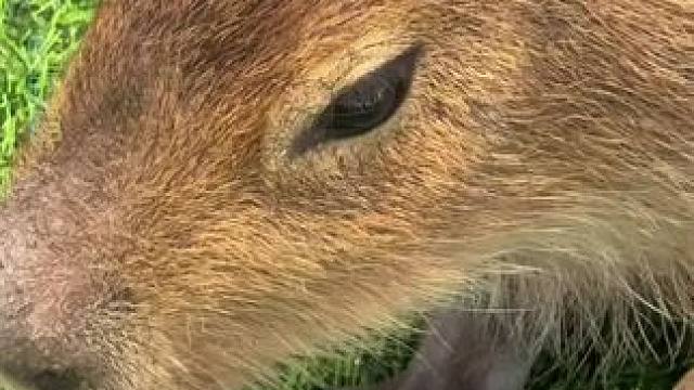 成年人不做选择，两个情绪稳定的“好物”我都要！！#上海AWE展偶遇动物界淡定一哥