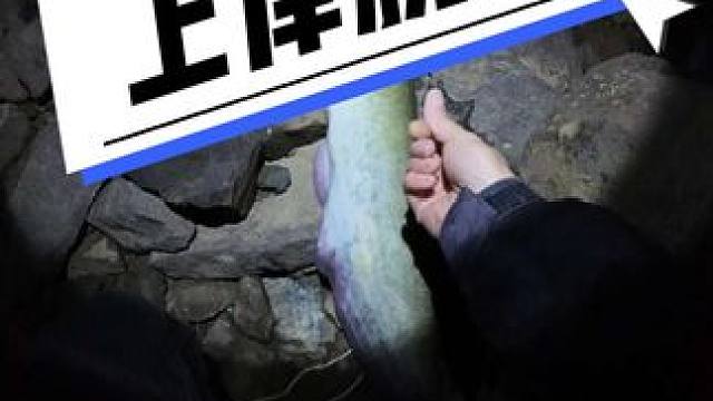 #2025dou来钓鱼 到手的鲶鱼突然脱钩，大腿根都啪肿了。