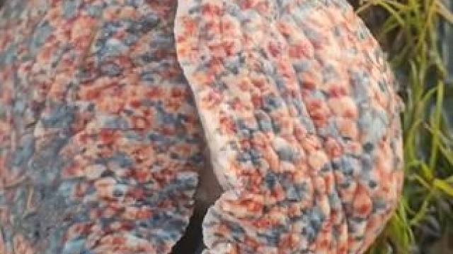 收获一只大涡螺 #国外视频分享 #海洋生物 #赶海