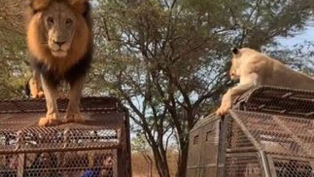 游客在笼子里面看狮子 #国外视频分享 #野生动物零距离 #狮子