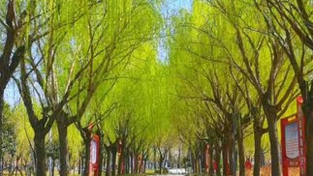 #风吹柳树 三月天！