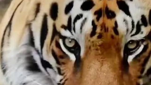 盯着摄像头#老虎