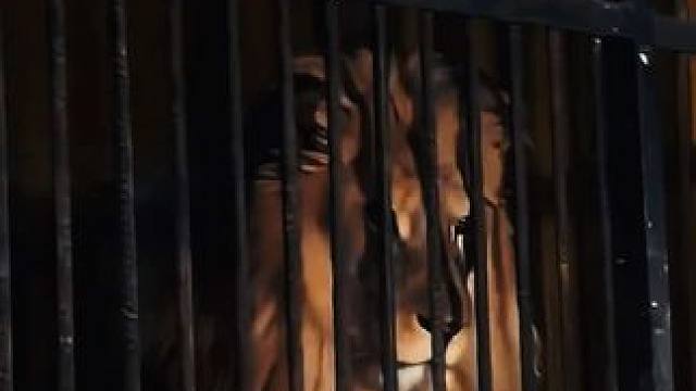 分不清大小王了吗？#狮子 #狗