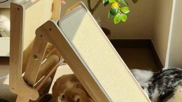 三角猫抓板爬架不仅颜值在线，还特别耐抓抗造，多猫家庭放一个还不占地方 #猫抓板 #猫爬架 #猫窝