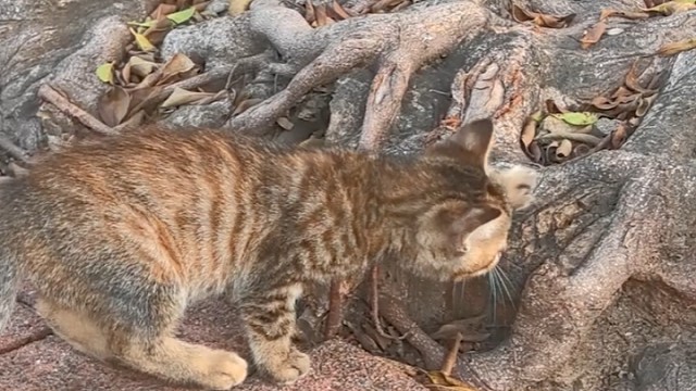 养只猫还是做一只猫？