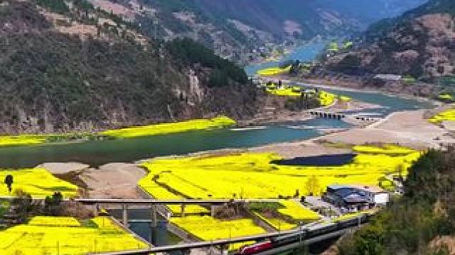 火车穿过油菜花田美景图 #春来广元#千村万象乡影广元#油菜花海织就田园画卷 #有一种乡愁叫油菜花开 
