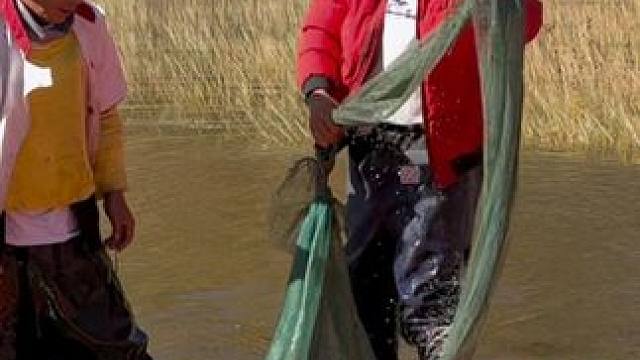 #户外捕鱼 #好多鱼