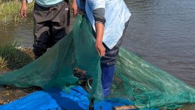 #户外捕鱼 #好多鱼