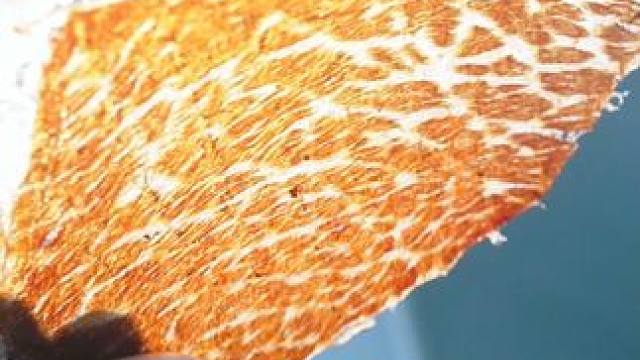 比薯片都要薄脆的牛排脆 #零食推荐