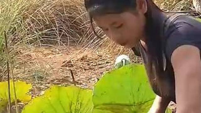 晚餐做大蟹麻辣辣椒配蔬菜 #体验原生态美食的乐趣 #大自然的声音 #童年 #乡野田间 #了解不一样的