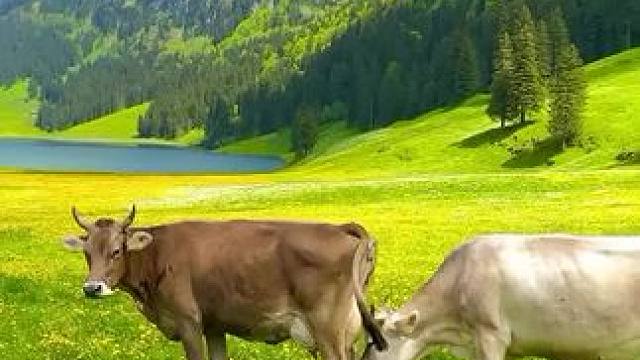 瑞士的牛马生活比印度人强太多了#大草原美好生活 #远离城市的喧嚣 #感受大自然 #治愈系风景