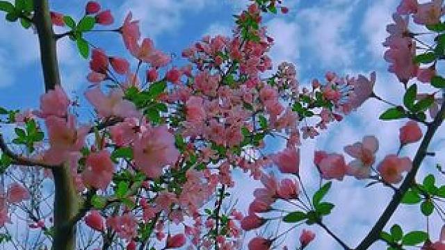 #身边的风景 #阳春三月春暖花开