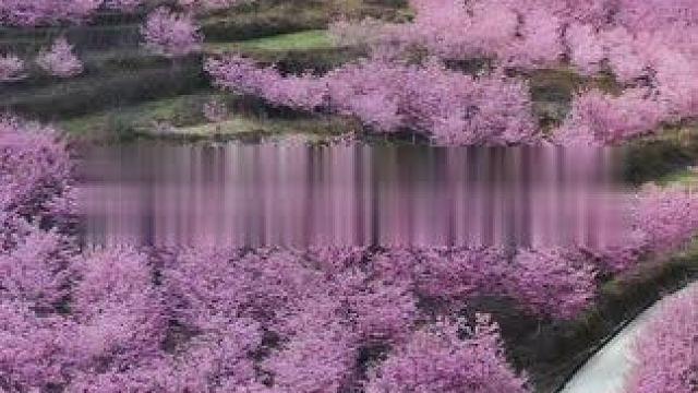 分享一片已经进入最佳观赏期的小众樱花 #带你看樱花 #一年一度赏樱季 #贵阳周边游