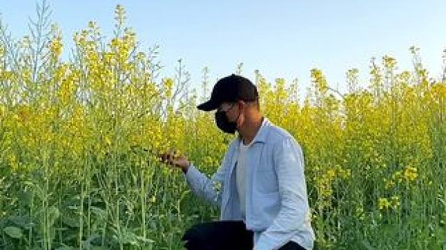 看到油菜花试试这样拍太美啦#手机摄影 #拍摄技巧 #油菜花 #教程 #治愈系风景