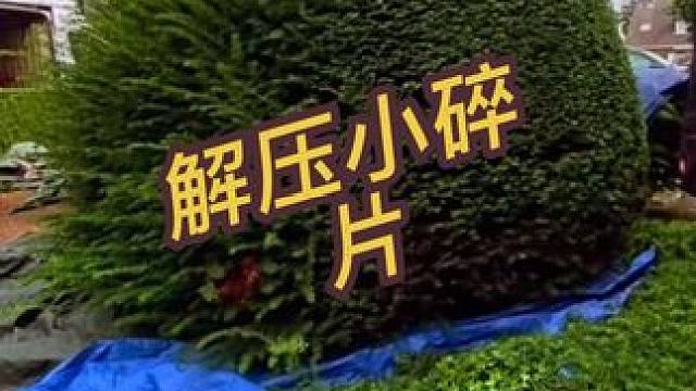 解压小合集 #解压 #除草 #除杂草 #强迫症 #国外视频分享
