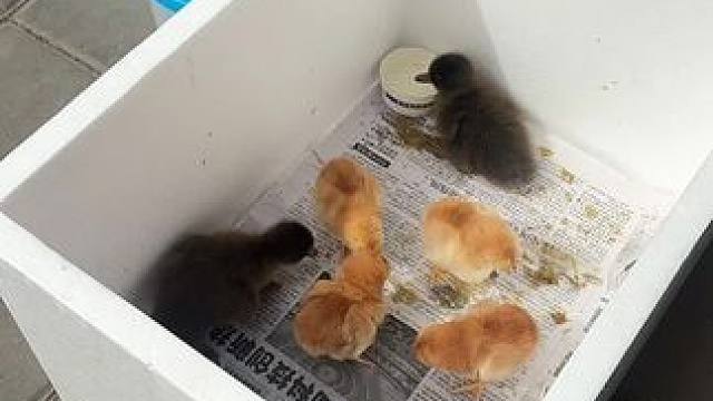 #小鸡仔 #小鸭子