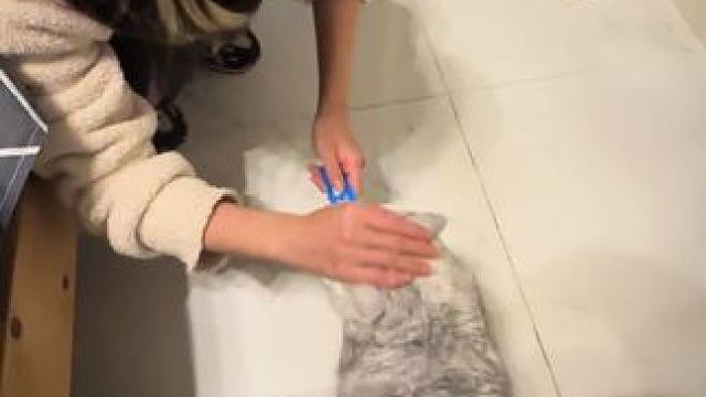 #被迫营业的猫猫 #工具猫