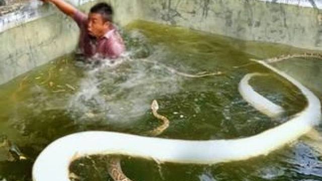 越南三名男子作死，跑到野外探宝，竟在水井里捉到几十条巨蟒！ 