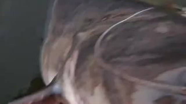 #每个钓鱼人都有个百斤巨物梦