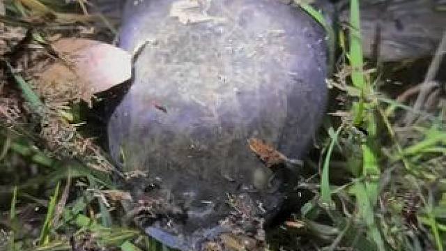 好大一条鱼#这是什么鱼大家能认识吗 #鱼#好大一条鱼#户外拍摄