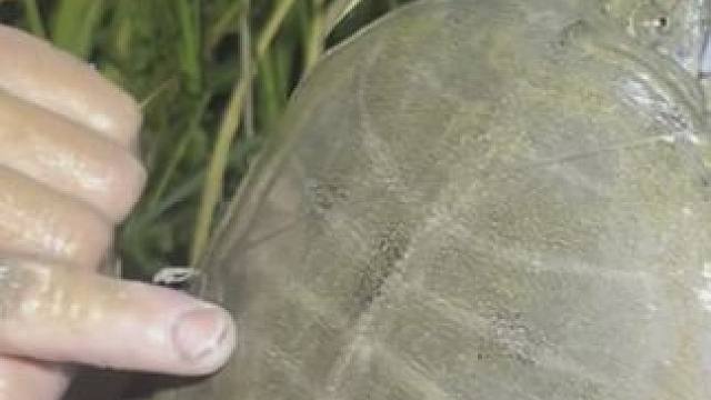 湖北甲鱼就是多，每天都搞几十个，搞到手软啊，简直太多了！！ #户外 #我的乡村生活 #农村生活 