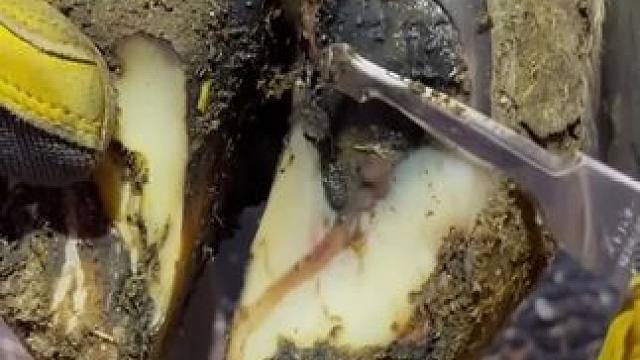 如此近距离的牛蹄也是丧失了蹄底#解压 #修牛蹄