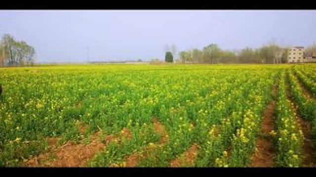 #油菜花的季节 ！田园风光美