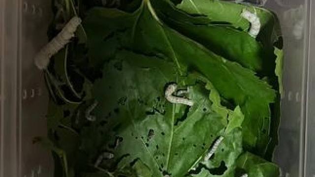 #养蚕宝宝 #生命的力量 #养蚕日记