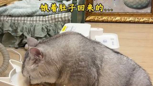 从山姆回来直接干光一个鸳鸯杯 #猫咪每天都在忙什么 #干饭最积极的小猫