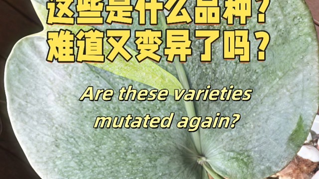 这些是什么品种难道又变异了吗