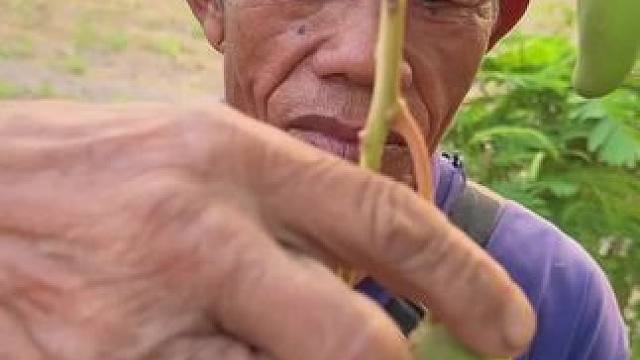 泰国酸野芒果花 #我的农村生活 #东南亚美食 #田园生活乐趣多 #舌尖上的味道 #农村美食记录生活