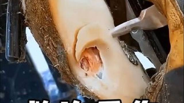 解压的牛蹄治疗过程#解压 #解压视频 #牛蹄 #农场 #修复牛蹄