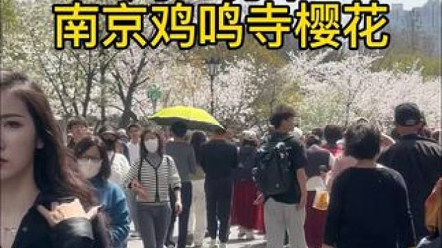 周一打卡南京鸡鸣寺樱花大道 周一的鸡鸣寺樱花大道 依旧人山人海 热情不减#鸡鸣寺樱花 #鸡鸣寺 #鸡