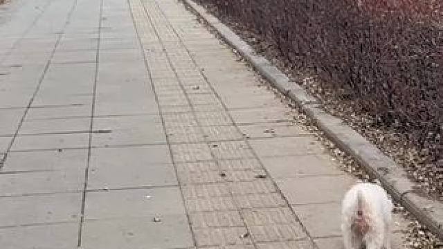 发现一只#萌宠出道