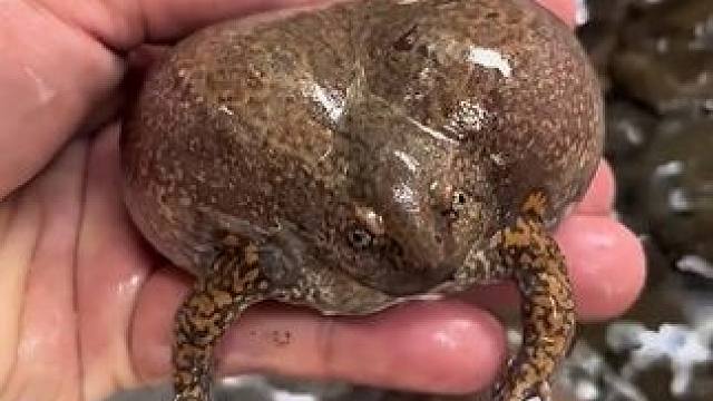 又馋蛋蛋蛙了 #美食 #泰国美食 #户外美食 #内容启发搜索