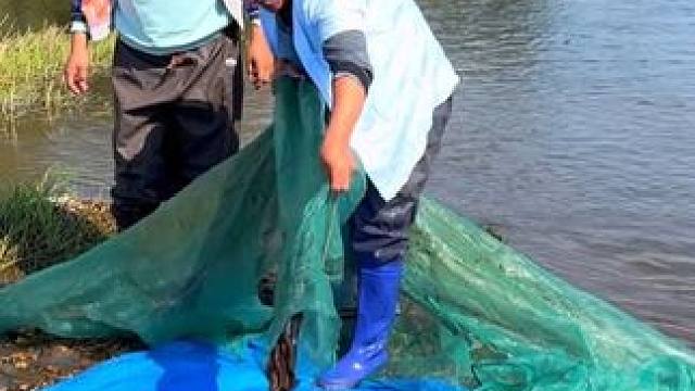 #户外捕鱼 #好多鱼