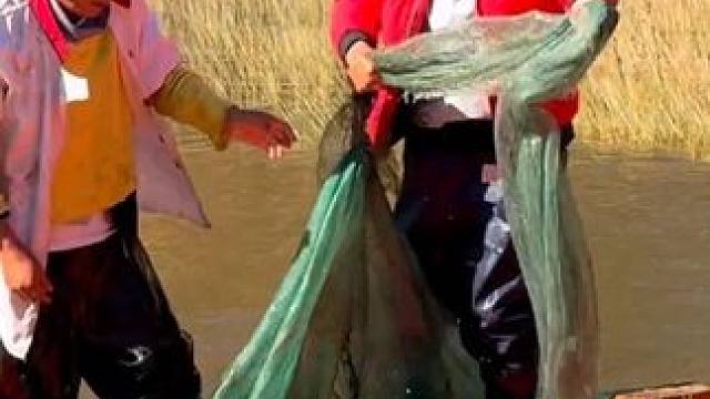 #户外捕鱼 #好多鱼