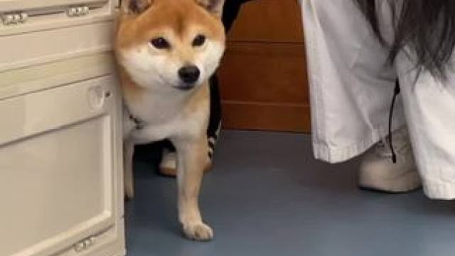 假动作好多哦 #萌宠出道计划 #柴柴日常 #养狗的乐趣 #柴犬 #小柴