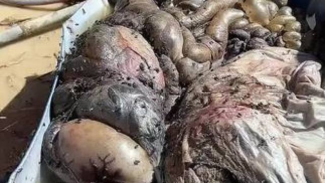 东南亚矮子来了 #东南亚矮子#东南亚特色美食#东南亚美食#内容启发搜索 #萤火计划