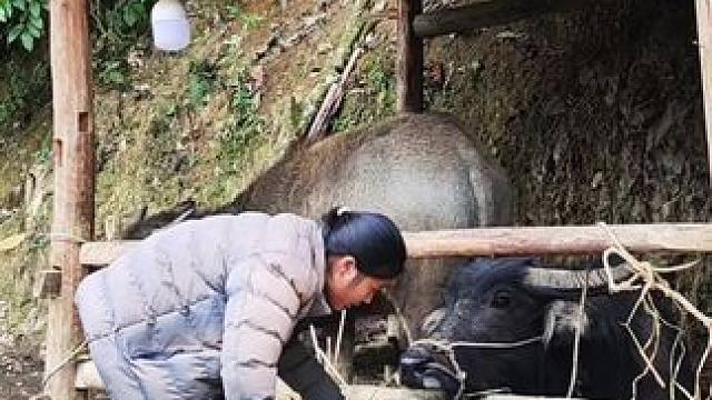 #记录我的乡村生活#田园生活#放牛的生活