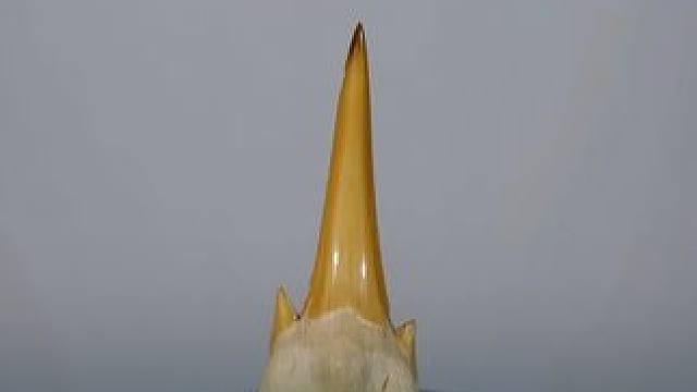 鲨鱼齿硬刚百吨液压机，谁才能笑到最后？ #科普 #趣味实验 #液压机