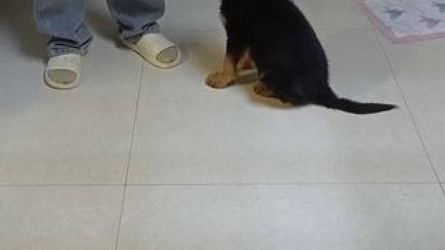 每天成长一点点#德牧幼犬 #狗子日常